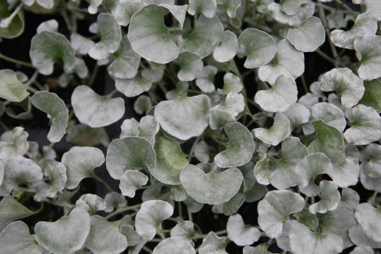 Dichondra argentea 20