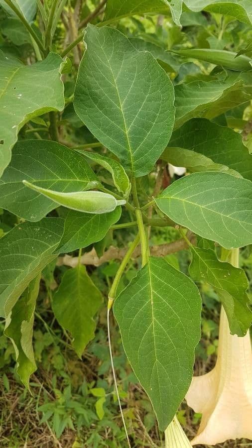 Datura 3