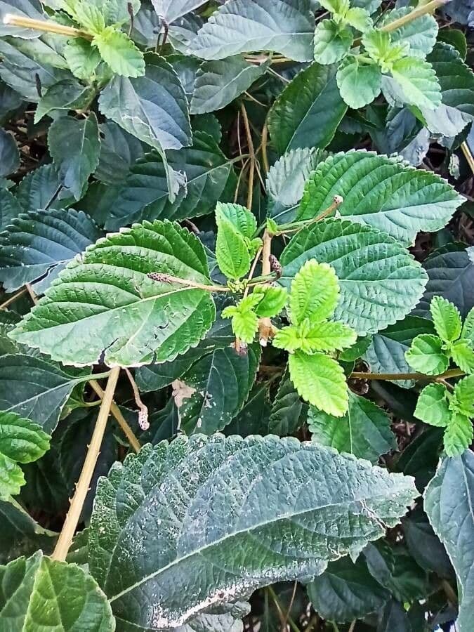 Lantana canescens 15