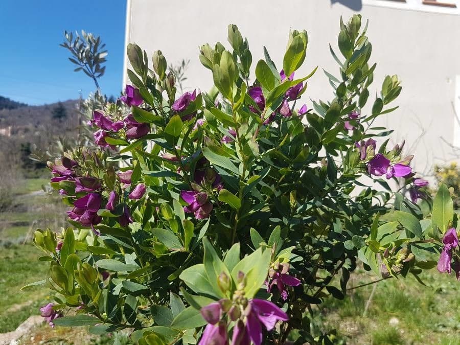 Myrtenblättrige Kreuzblume 13