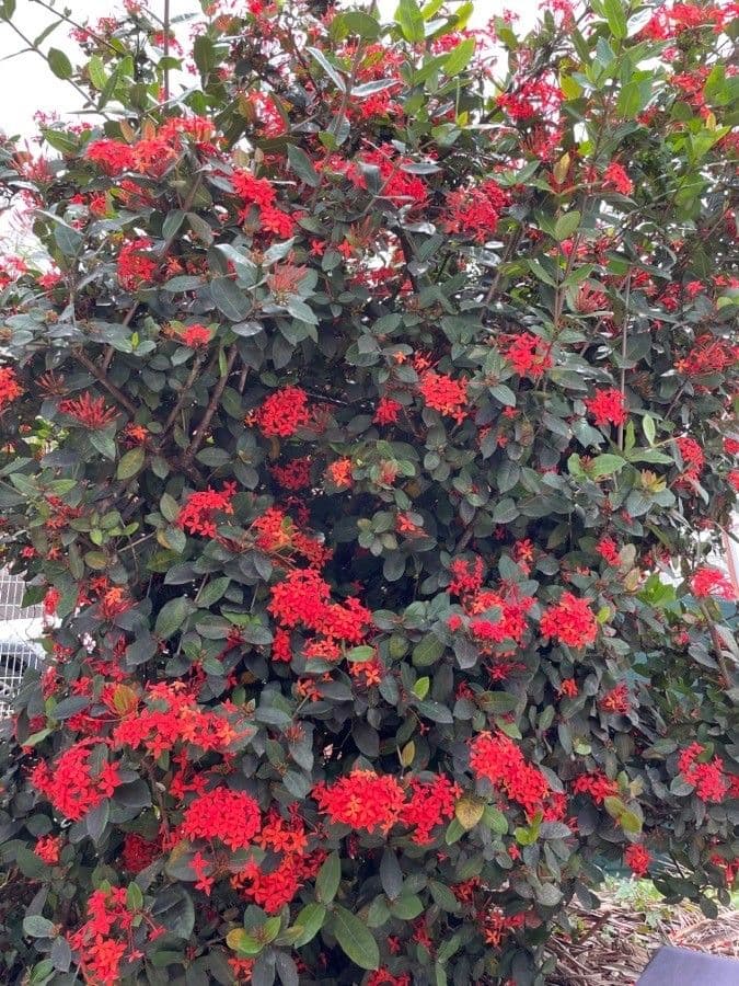 Ixora 15