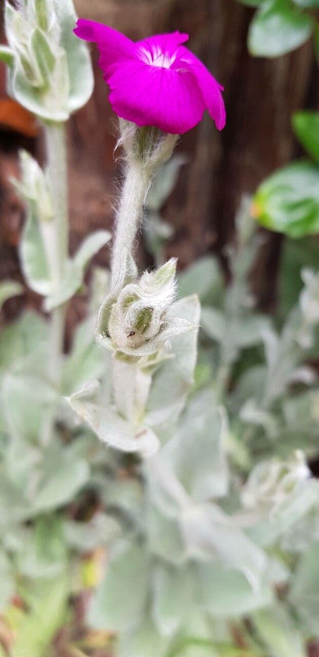 Silene coronaria 30