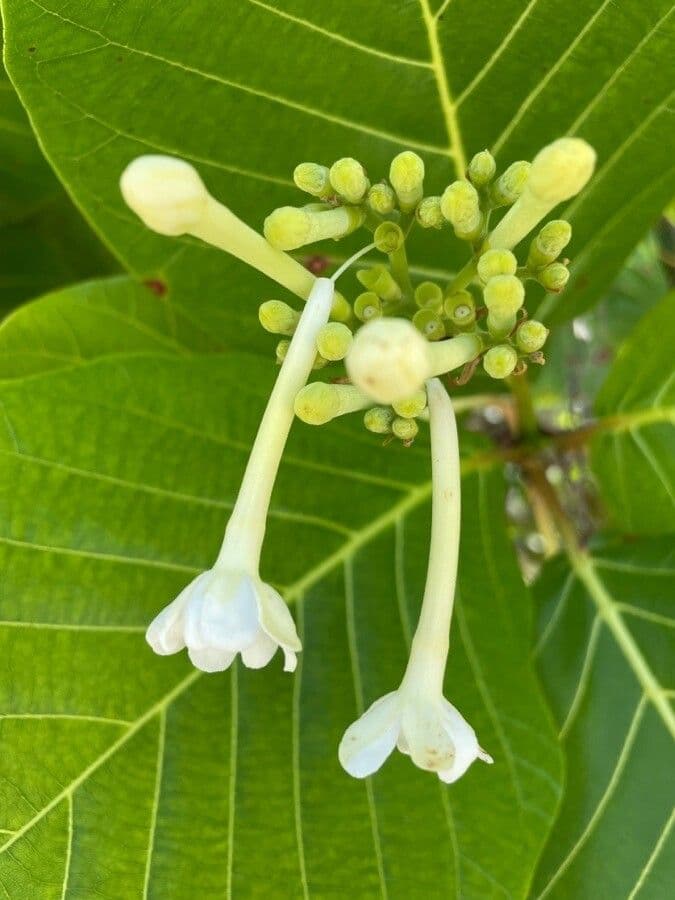Guettarda 9