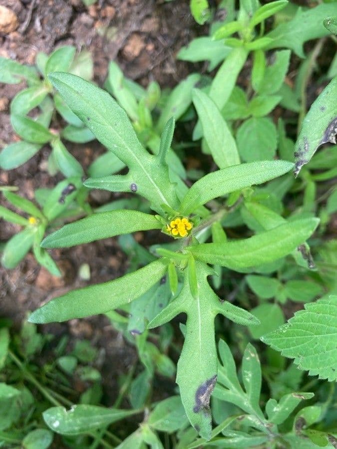 Melampodium sericeum