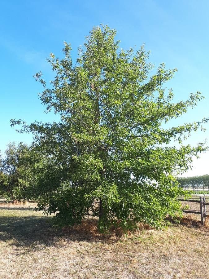 Roble teja 11