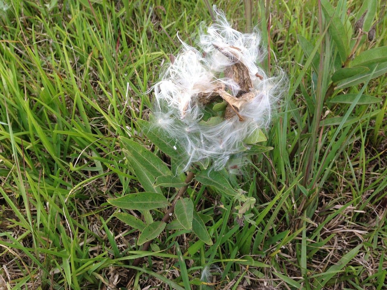 Asclepias viridis 2