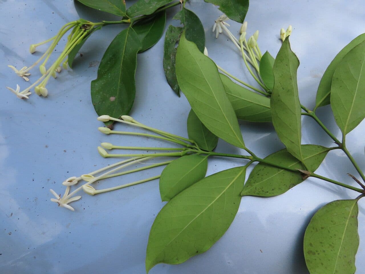 Posoqueria latifolia 15