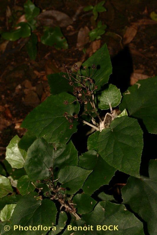 Pericallis 6