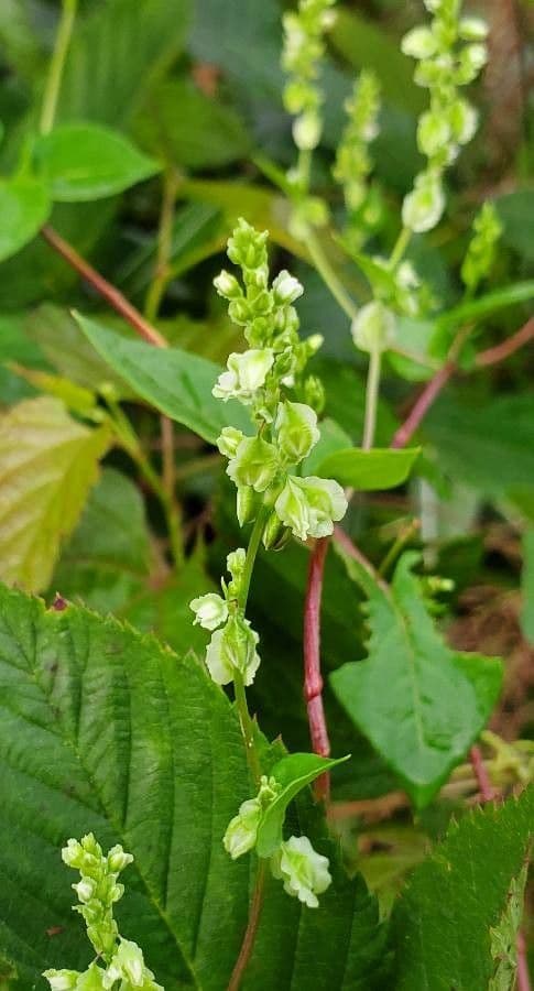 Fallopia scandens 2