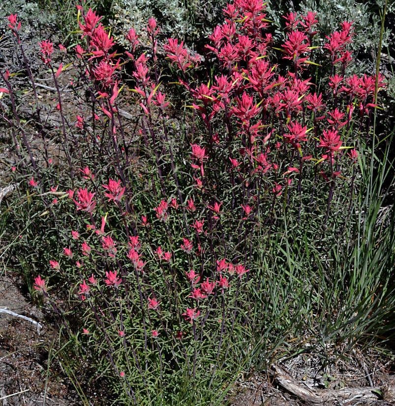 Penstemon-Penstemon 10
