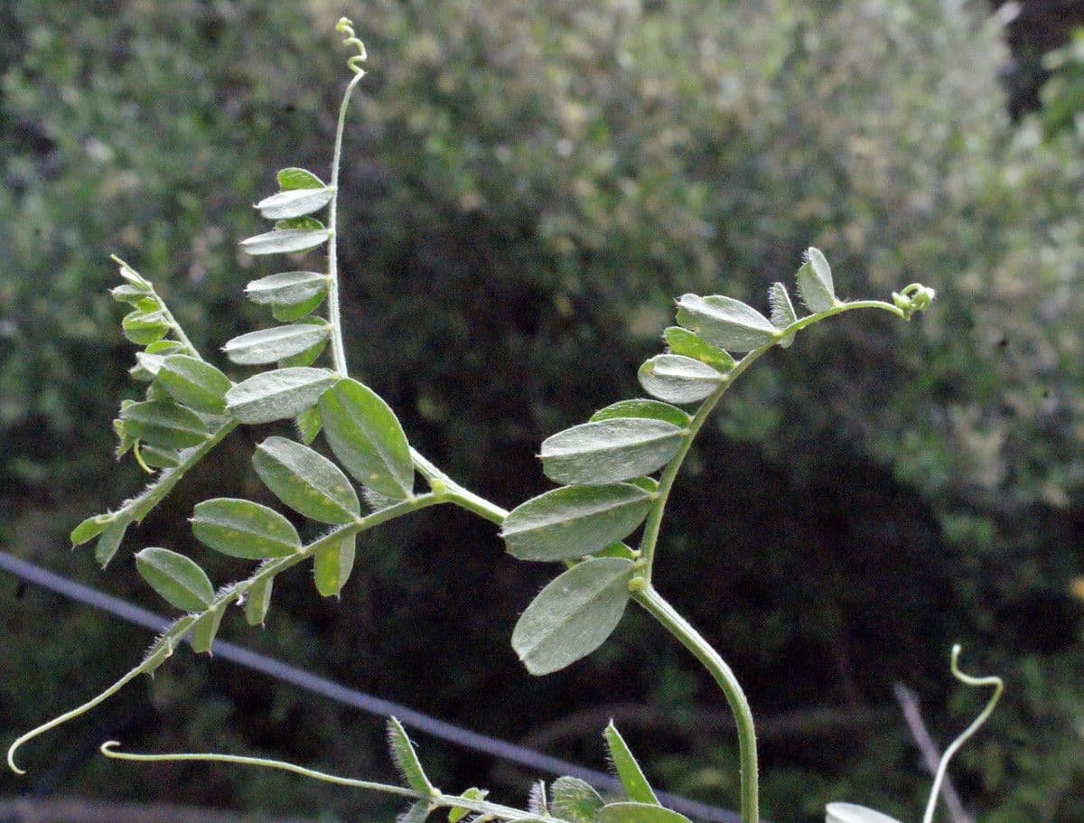 Vicia hybrida 16