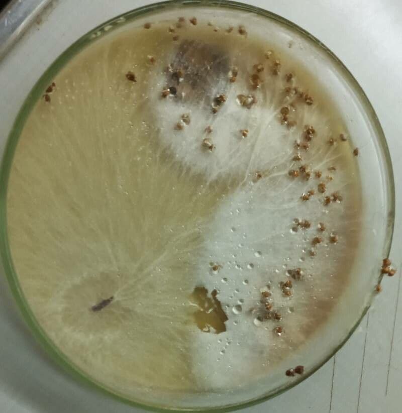 Figleaf gourd 3