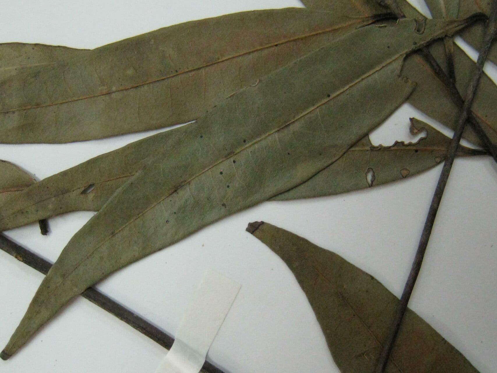 Ocotea 5