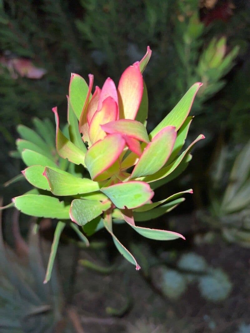 Leucadendron alloro 10