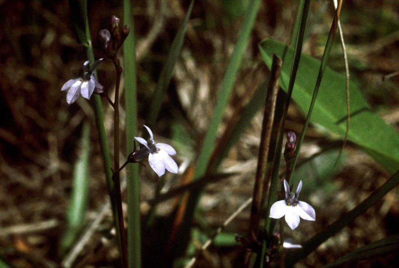 Lobelia ghiandolosa 3