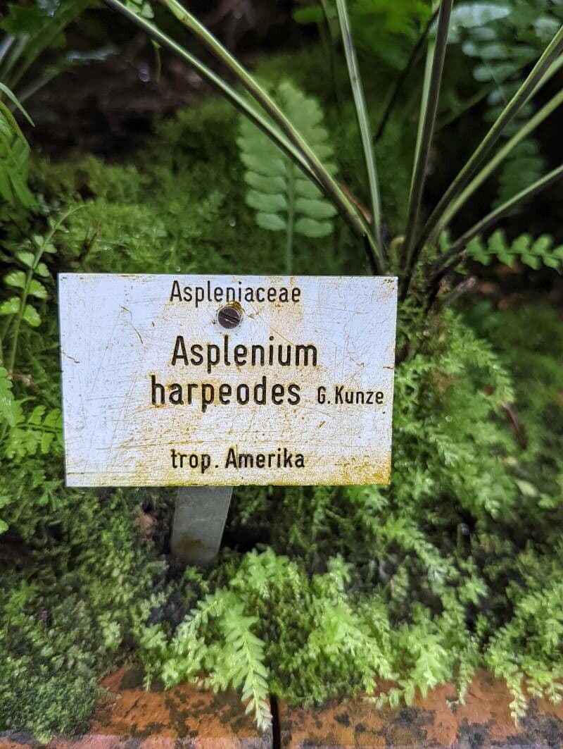 Asplenium 11