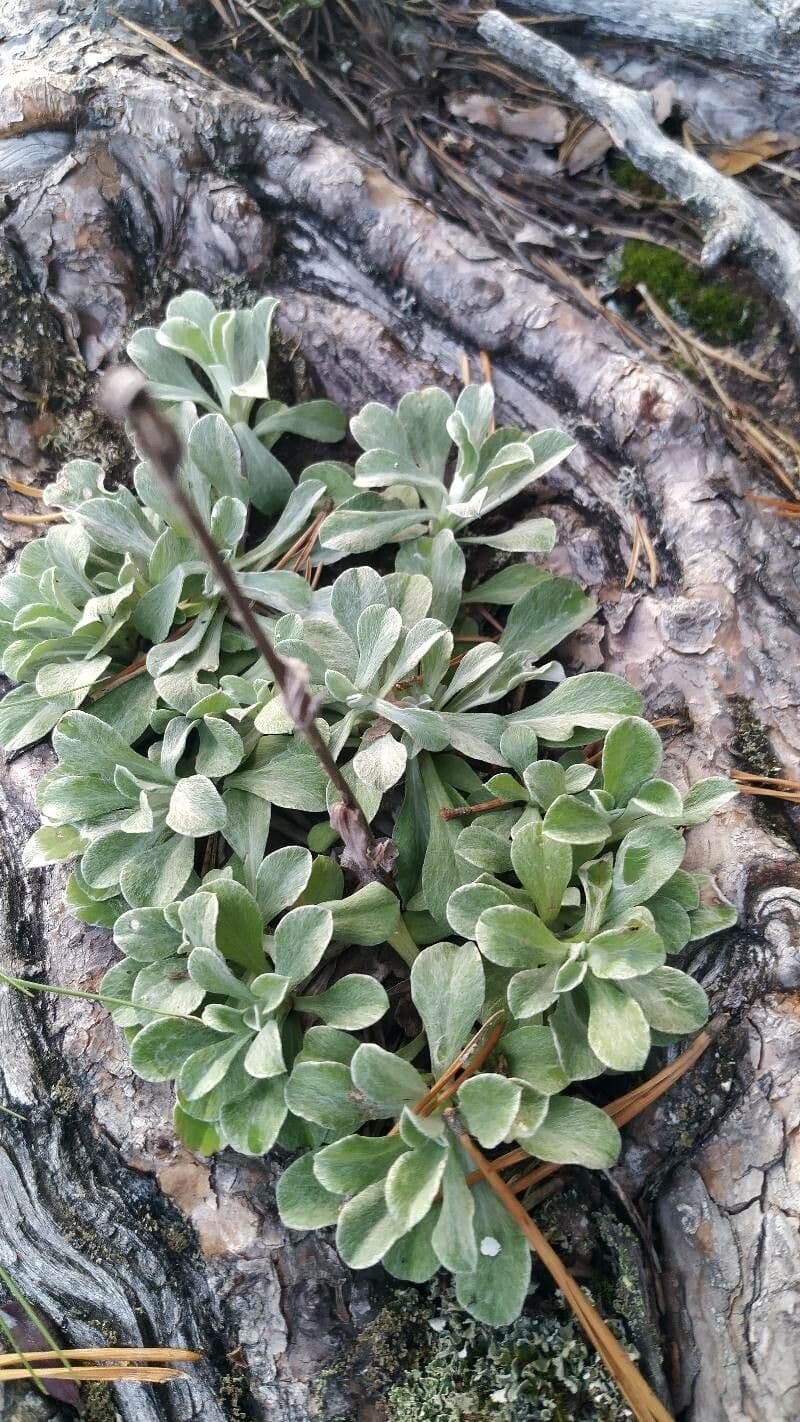 Antennaria parvifolia 10