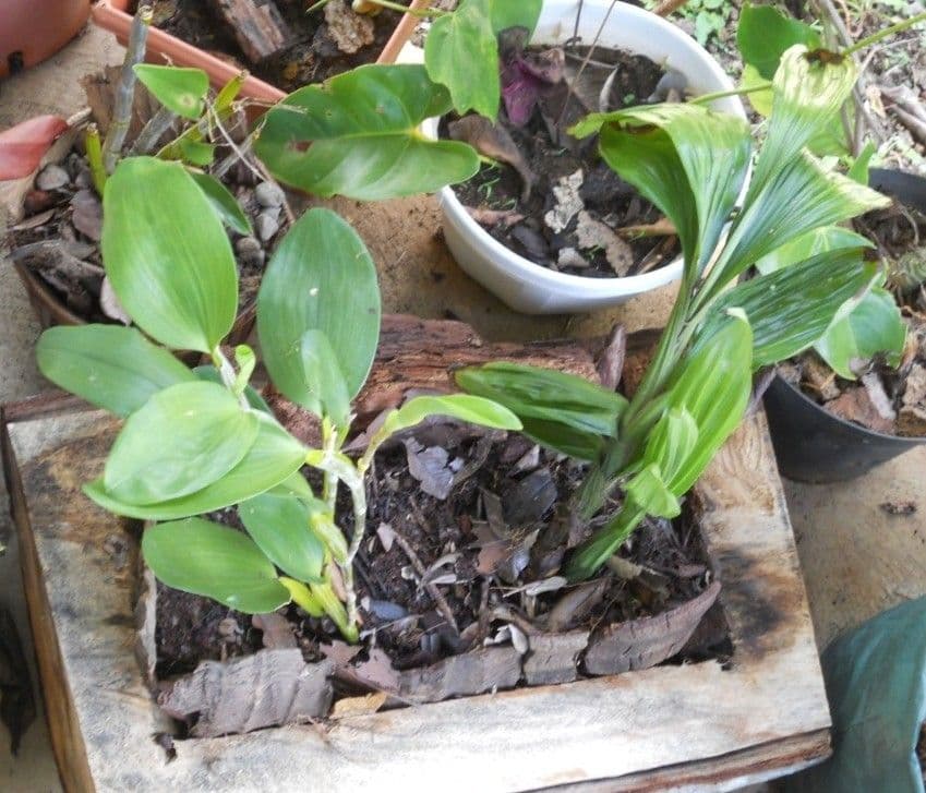 Dendrobium 11