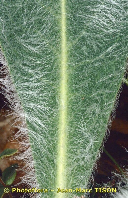 Hieracium 10