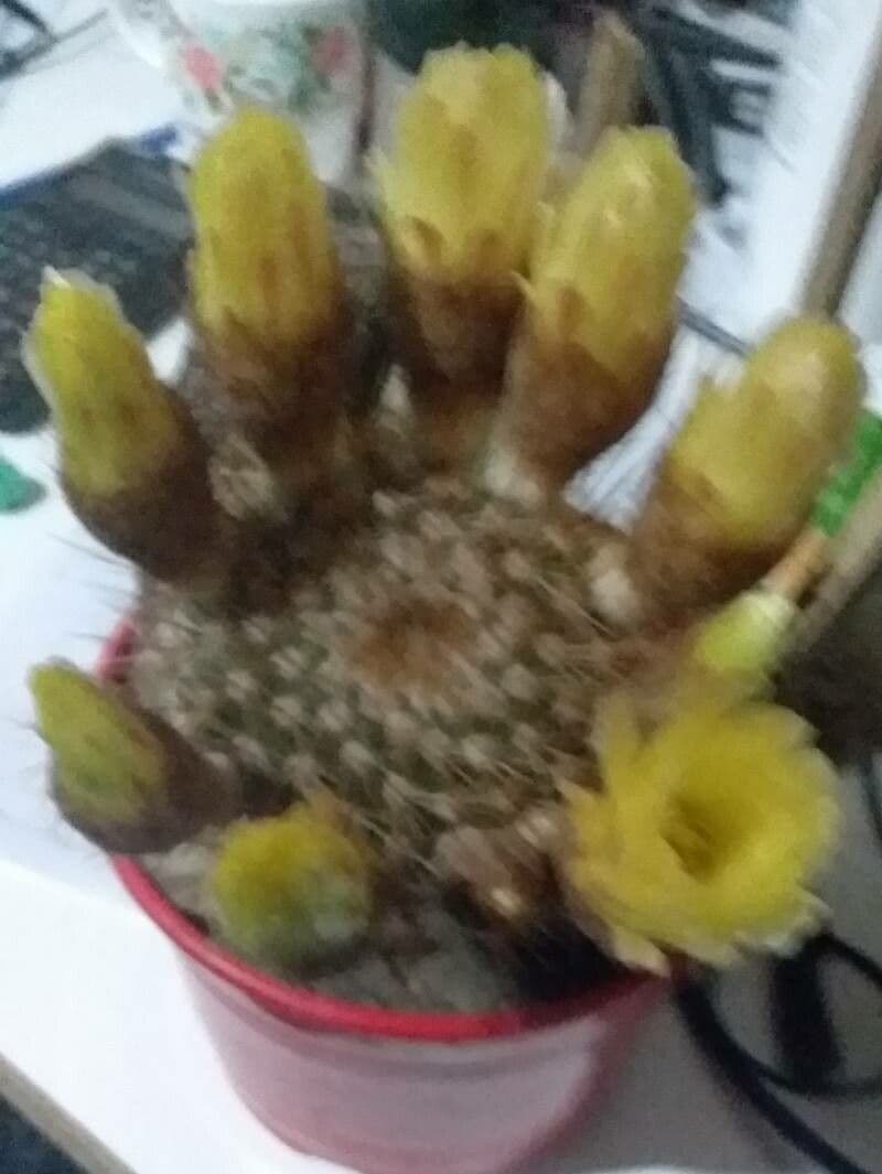 Parodia 4