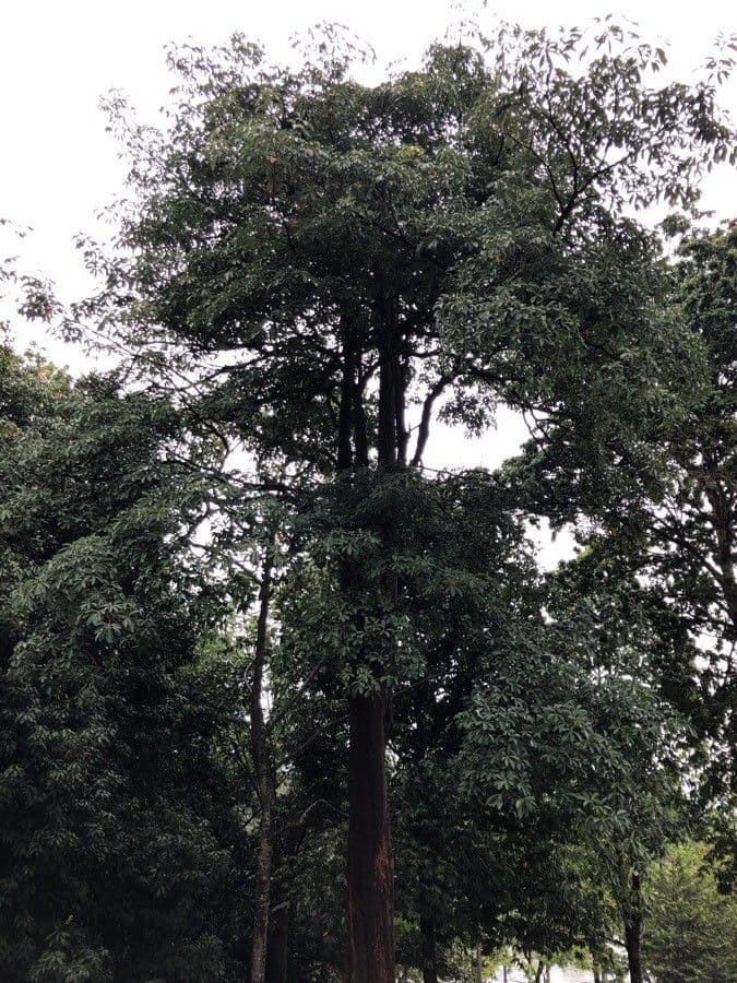 Alstonia