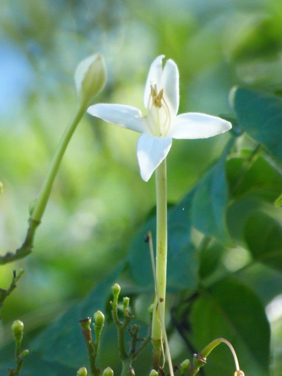 Millingtonia 6