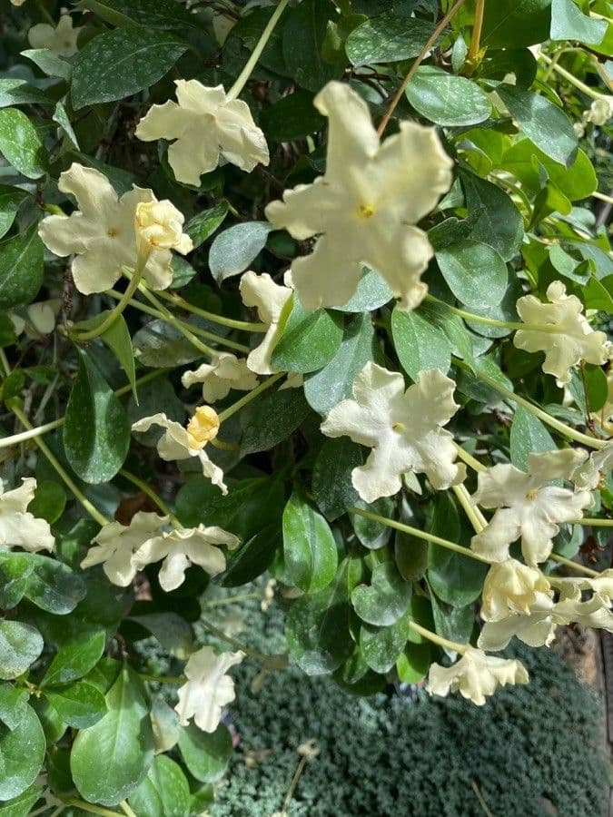 Brunfelsia 3
