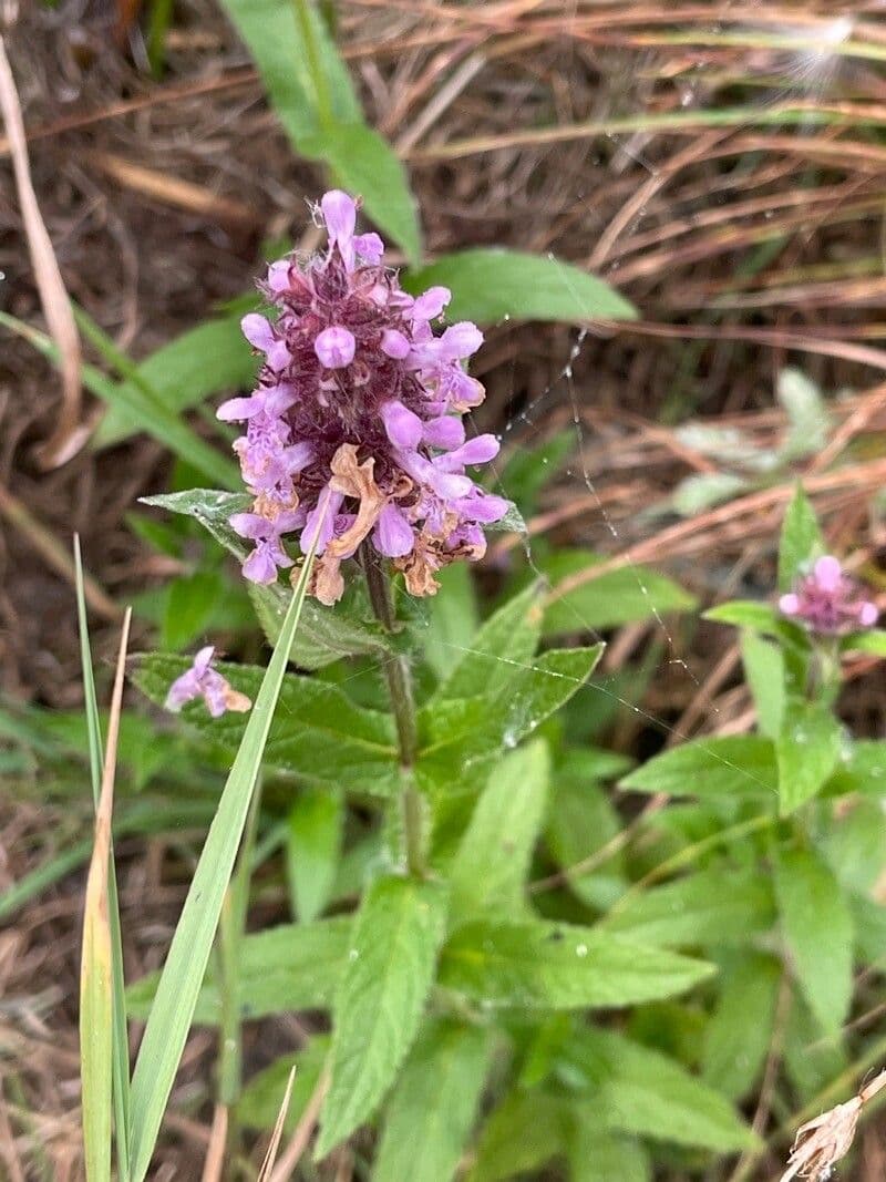 Betonica palustre 20