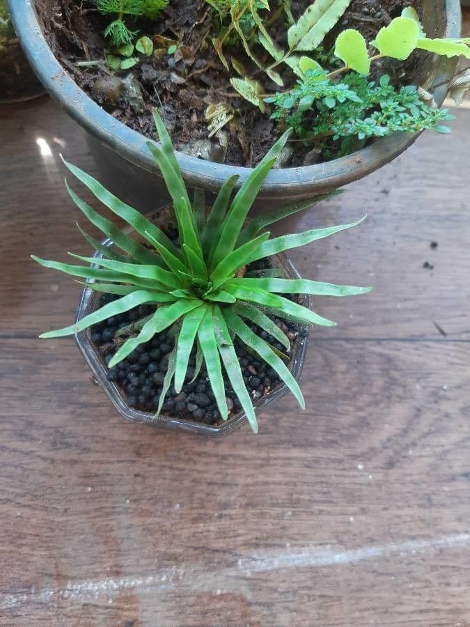 Eriocaulon 2
