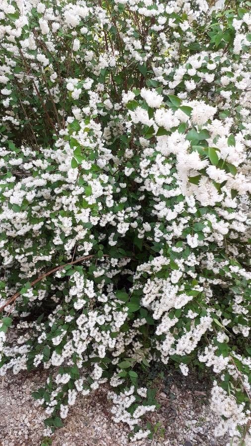 Deutzia gracilis 11