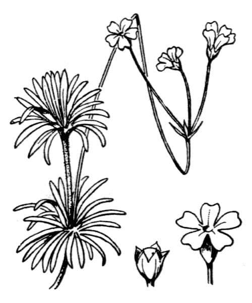 Androsace lattea 17