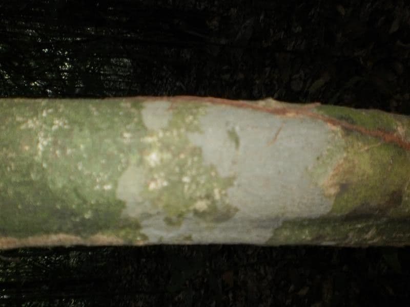 Discophora 11
