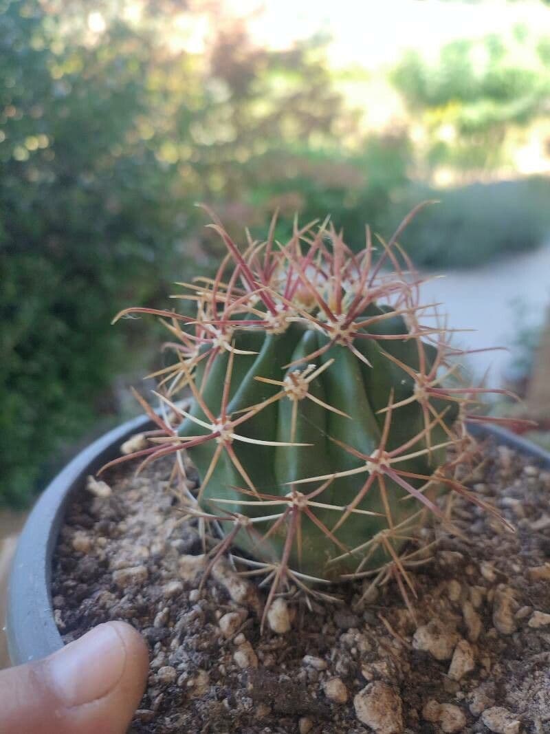 Feroctus