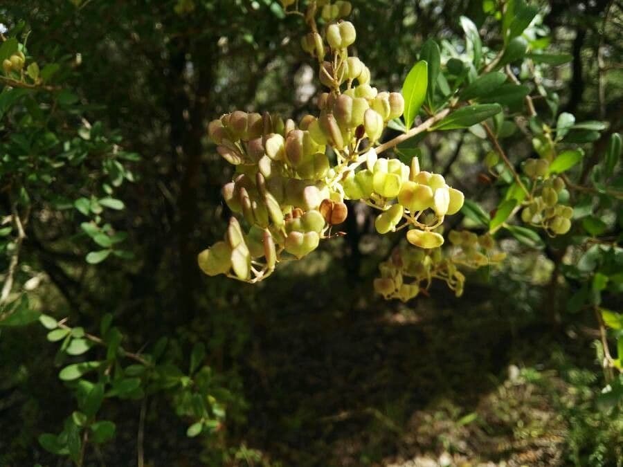 Dodonée visqueuse 8