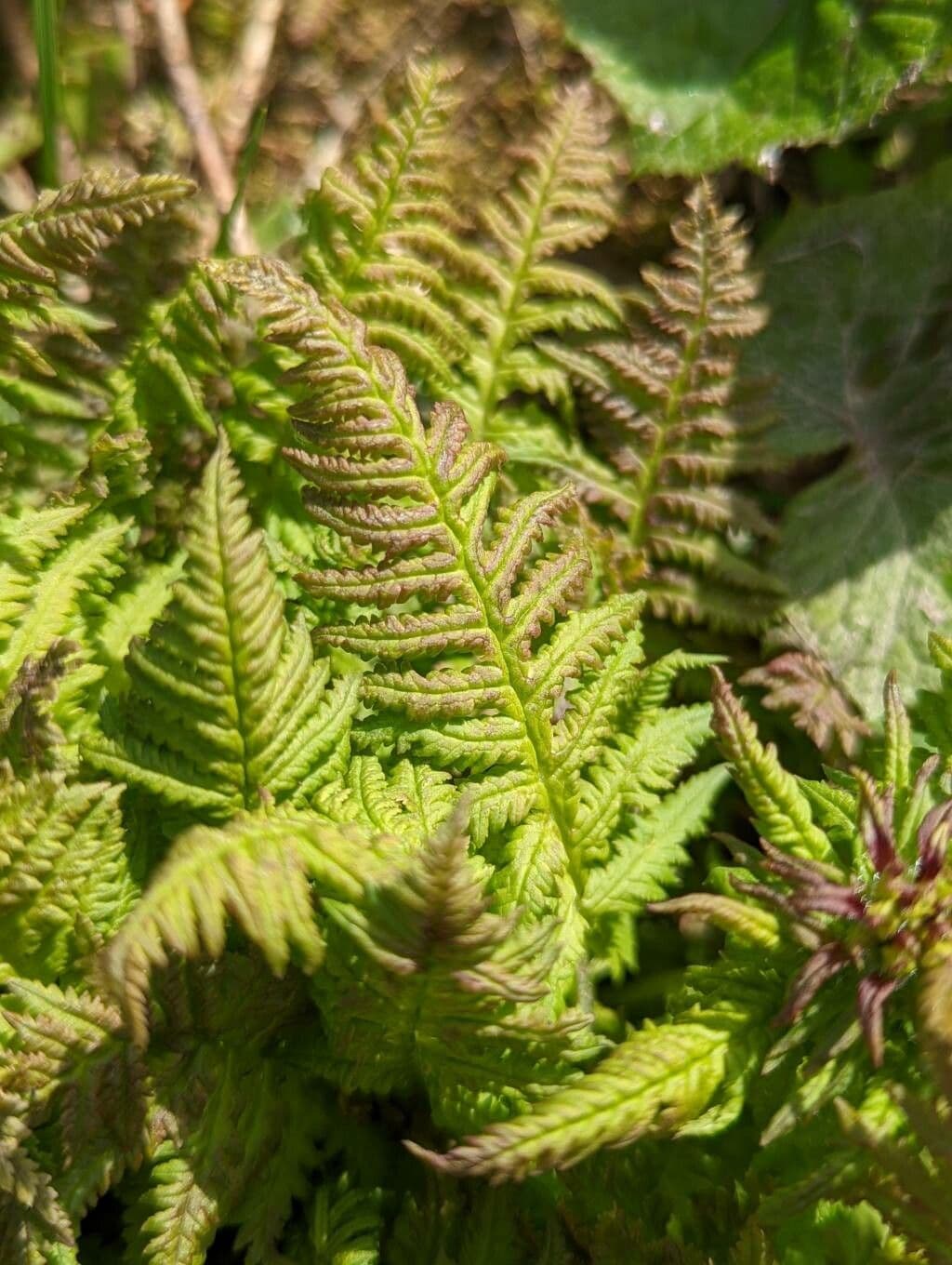 Pedicularis senza becco 19