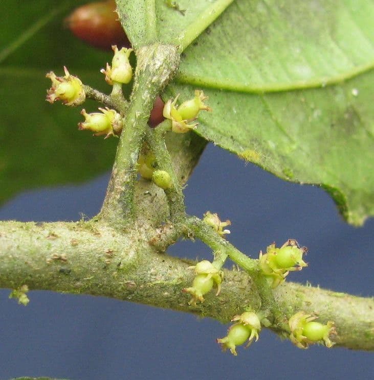 Lunania 11