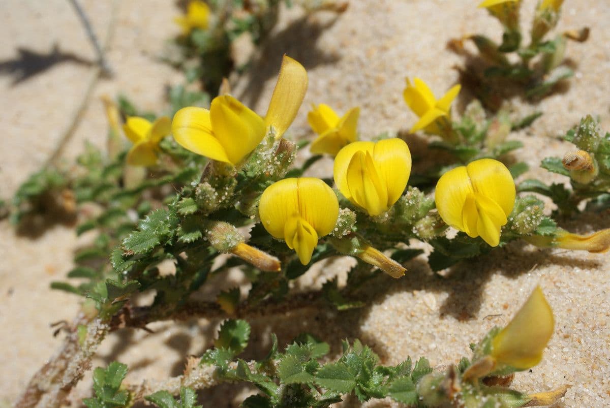 Onide variegata 7