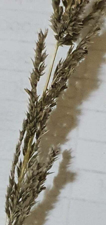 Sporobolus africanus 2