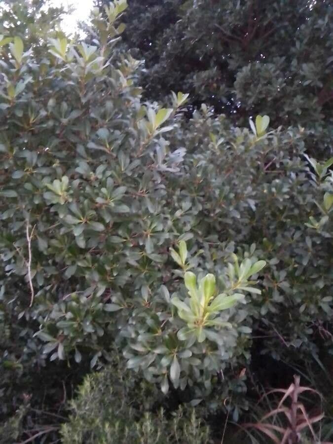 Myrsine 6