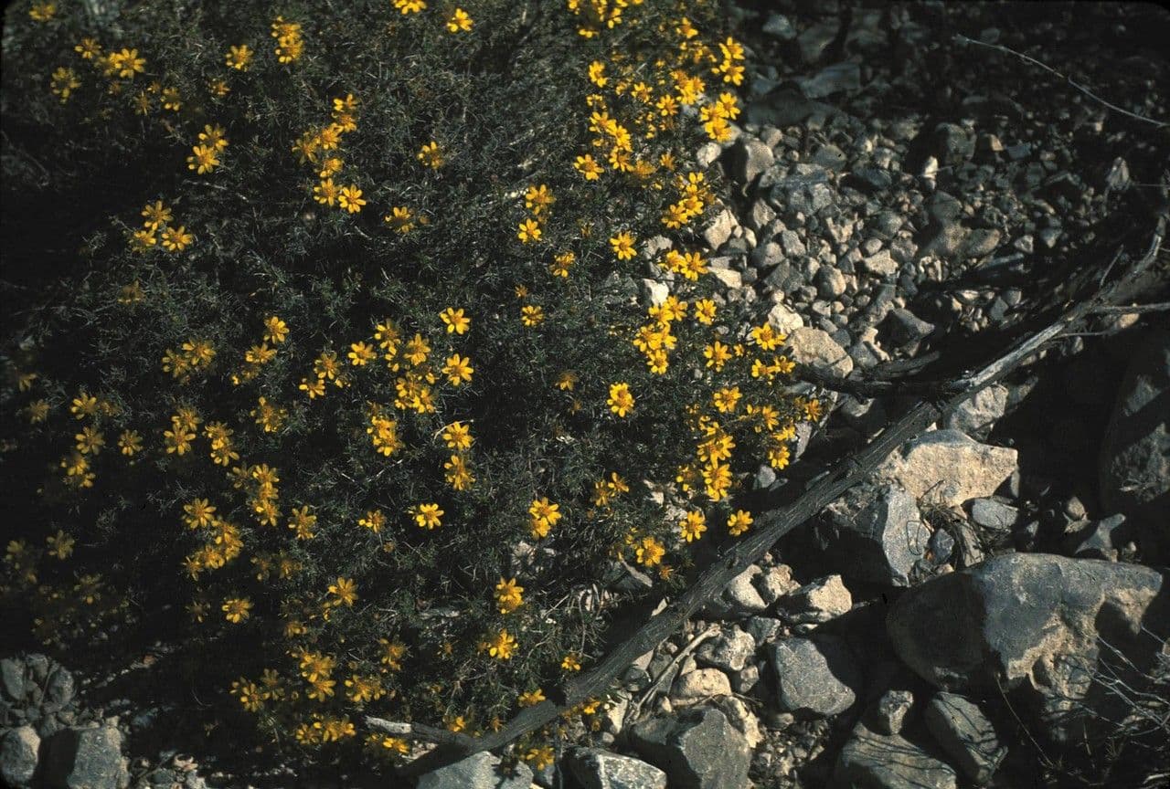 Tymofila 6