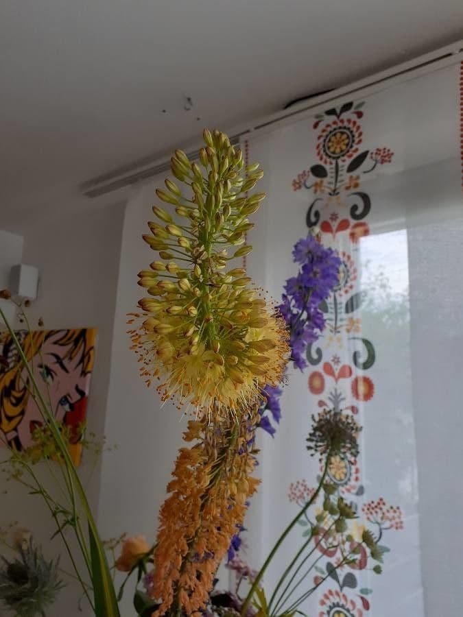 Eremurus himalajski 2