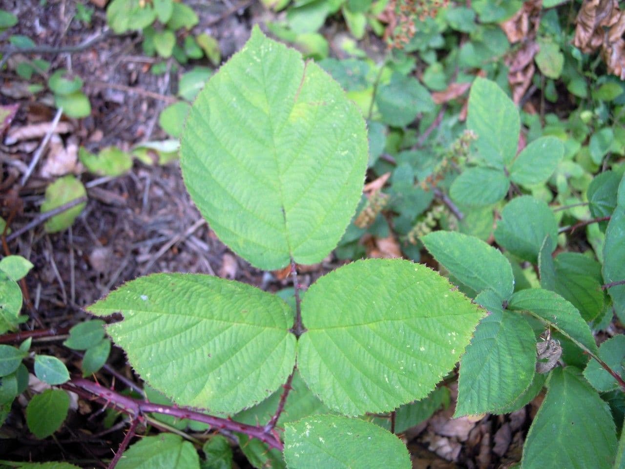Brombeere 2