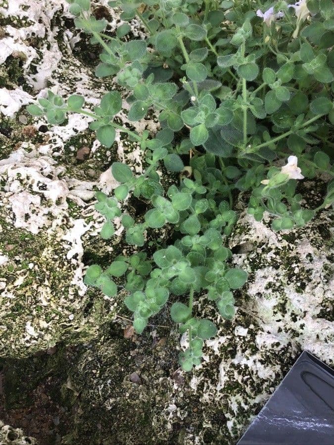 Primula 12