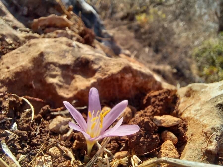 Colchicum 4