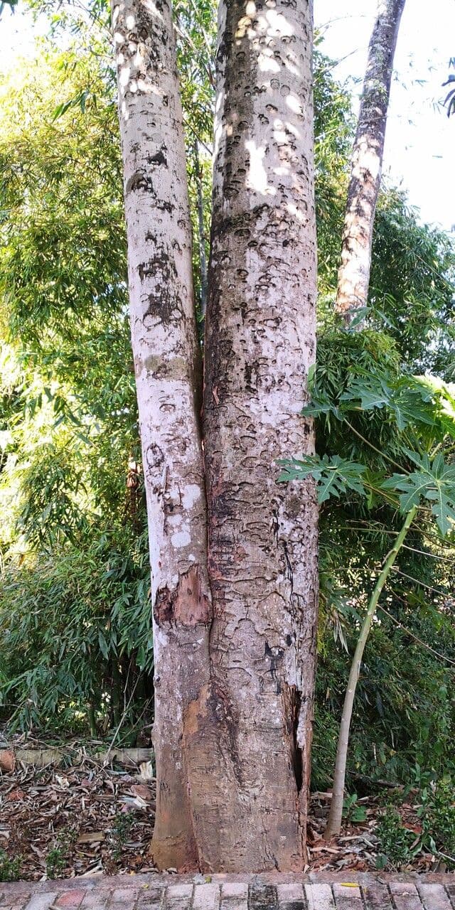 Lithraea molleoides 17