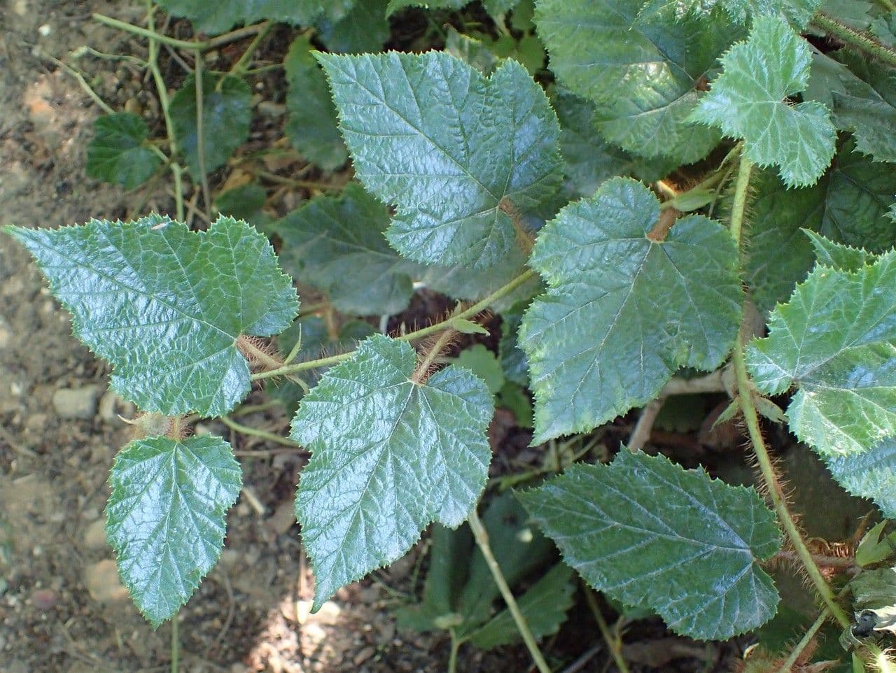 Rovo tricolore 12