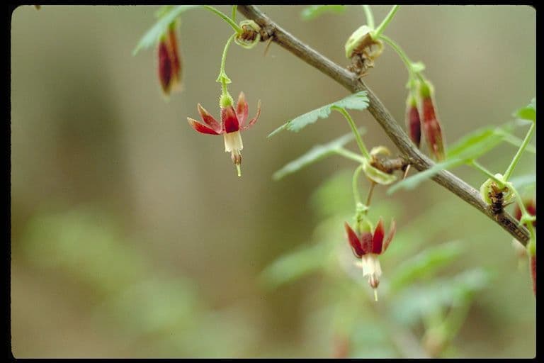 Ribes 3