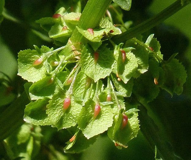 Krause-Sauerampfer 3