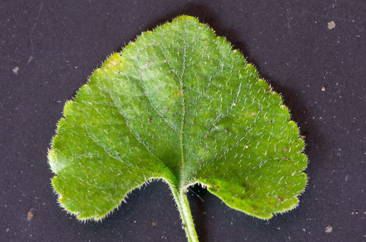 Viola bianca 28