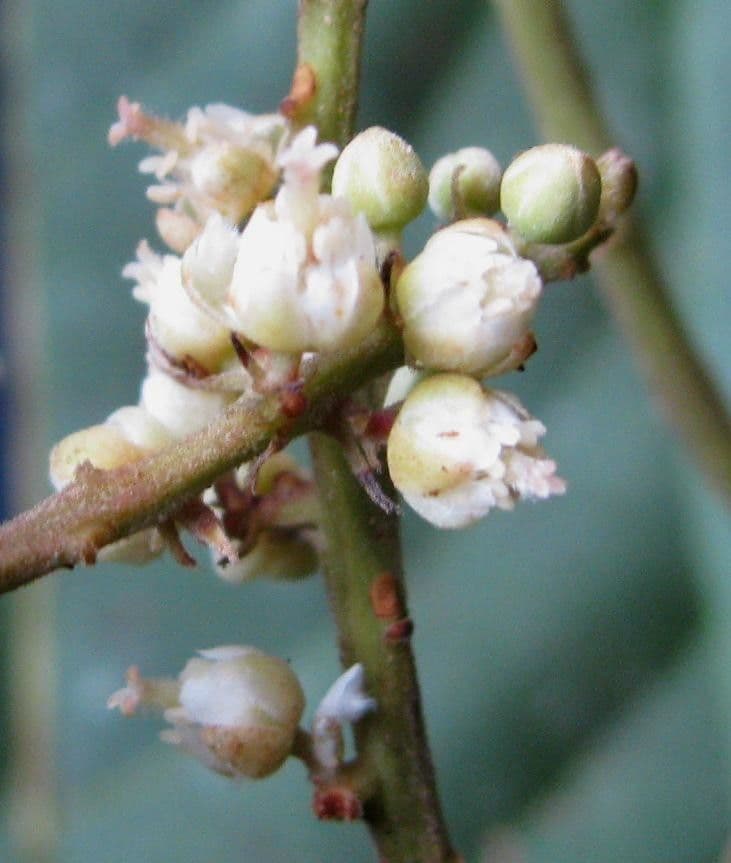 Cupania